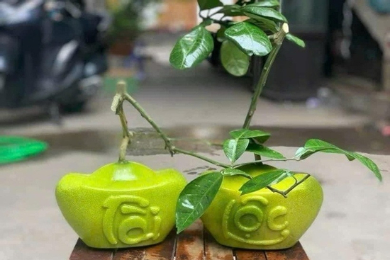 Bưởi tài lộc trong chậu đĩnh vàng độc lạ, hút khách dịp Tết Nguyên đán Ất Tỵ