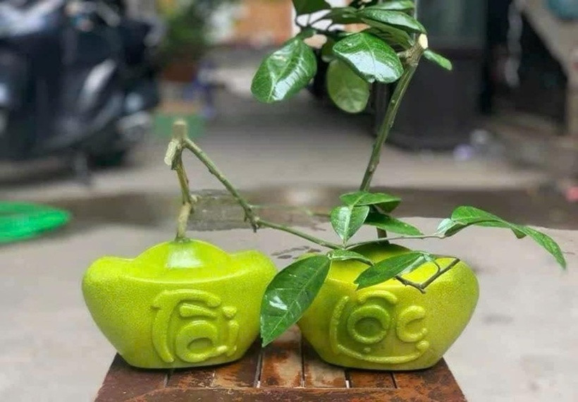 Năm nay, loại bưởi mini thỏi vàng khắc chữ tài, lộc đã xuất hiện và nhanh chóng gây sốt trên thị trường. Mỗi quả chỉ nặng 100 - 200g nhưng lại thu hút người mua nhờ vẻ ngoài độc đáo và thái ý nghĩa phong thủy. Mỗi trái có giá 300.000 đồng và đã hết hàng ngay khi vừa ra mắt. Loại bưởi này rất phù hợp cho mâm ngũ quả ngày Tết.