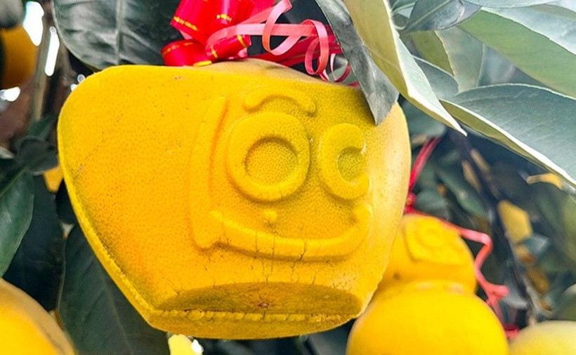 Theo TTXVN, để hút khách, nhiều nhà vườn ở Hưng Yên đã tạo hình những cây bưởi lâu năm, trồng trong những chiếc chậu độc lạ, rồi chào bán với giá vài trăm triệu đồng. Những quả to, màu đẹp sẽ được tạo hình chữ tài, lộc. Giá các loại cây đặc biệt năm nay sẽ thấp hơn năm trước nên đã có nhiều gia đình, cơ quan đặt trước.