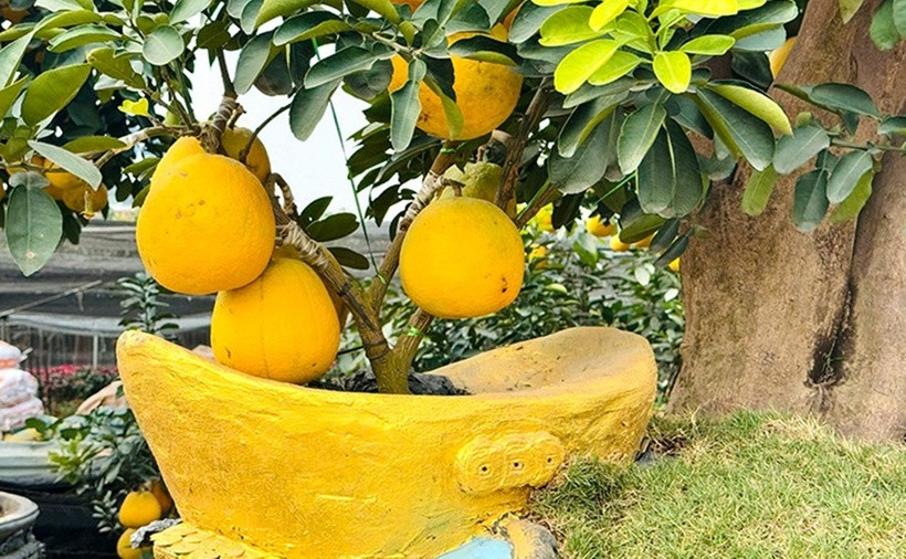 Cây bưởi được trồng trong chậu đúc hình đĩnh vàng. Dù giá mỗi chậu bưởi lên đến vài trăm triệu đồng, trong đó, riêng tiền vận chuyển đã chiếm hơn 1/3, vì chậu không chỉ nặng mà còn cần phải rất cẩn thận để không bị ảnh hưởng đến cây trong quá trình xê dịch.
