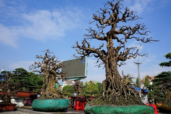 Cây khế cổ được rao bán giá 2,2 tỷ đồng ở Thanh Hóa có gì đặc biệt?