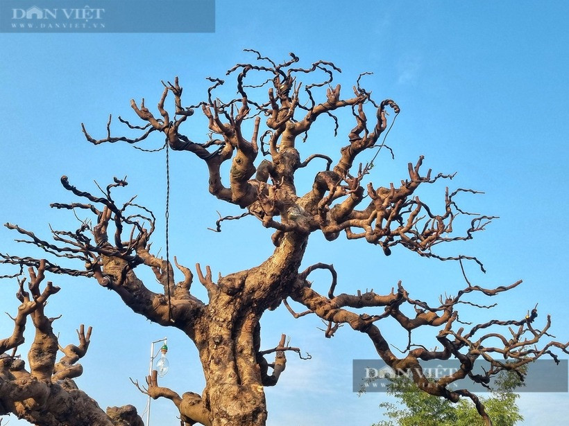 Được biết, chủ nhân của những cây khế cổ thụ trên là anh Thiên Phú (quê ở tỉnh Vĩnh Long).