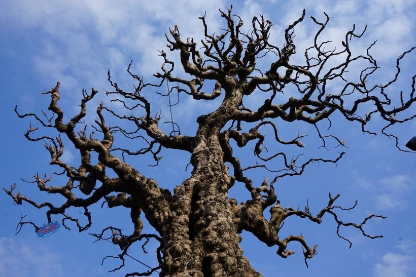 Anh Thiên Phú chia sẻ: