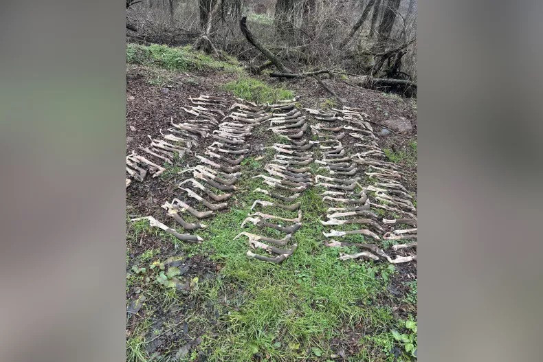 Một người đàn ông phát hiện nhiều chân hươu xếp hàng trong rừng ở Ohio. (Ảnh: u/gayasswater/Reddit)