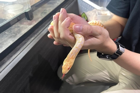 Tháng xui của 12 con giáp trong năm Ất Tỵ 2025