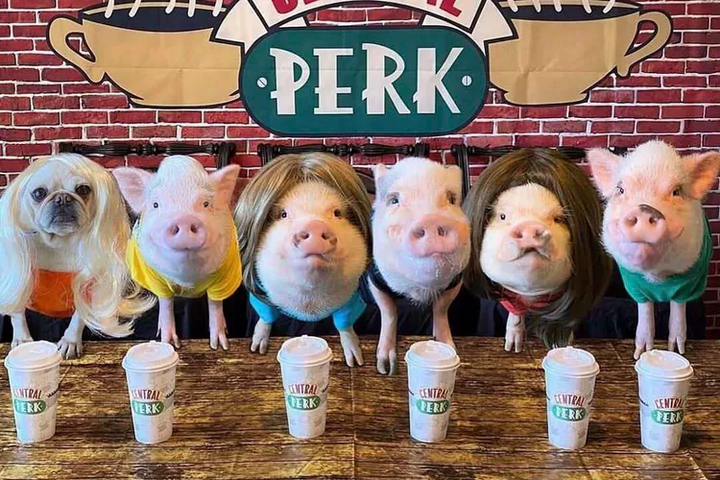 Những chú lợn nhái lại cảnh gặp mặt trong phim Friends, lần lượt từ trái sang phải là Penn, Prissy, Pop, Pink và Posey