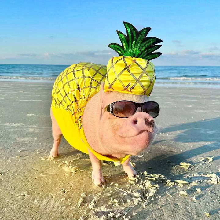 5 chú lợn gây sốt mạng xã hội Mỹ nhờ những biểu cảm cực hài hước - 2