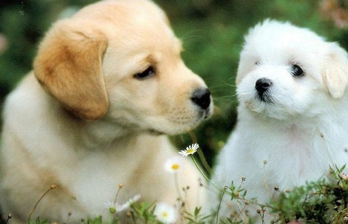 Càng sát Tết nguyên đán Ất Tỵ 2025, 3 con giáp này càng đón nhận nhiều tài lộc và thăng hoa trong sự nghiệp