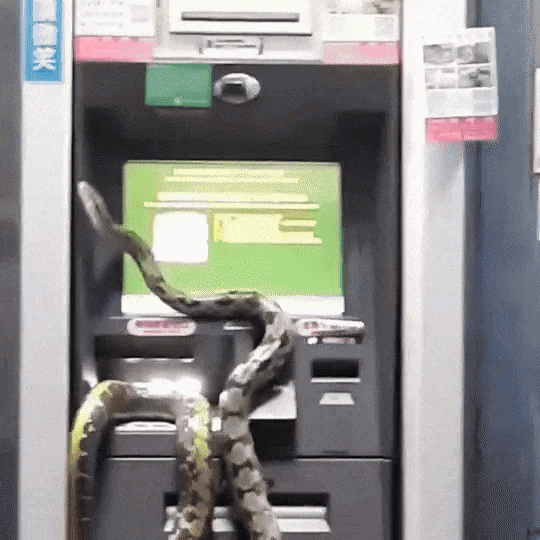 snake on atm