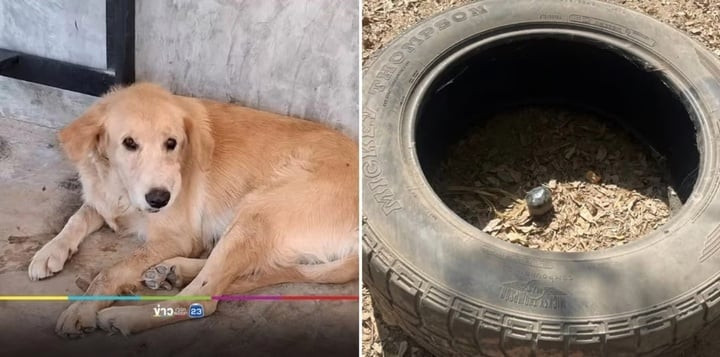 Chó mang bom về nhà tặng chủ nhân. (Ảnh: Thairath)