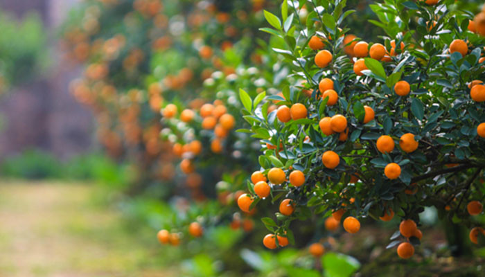 Đây mới là những loài cây mang đến tài lộc và may mắn trong gia đình ngày Tết- Ảnh 4.