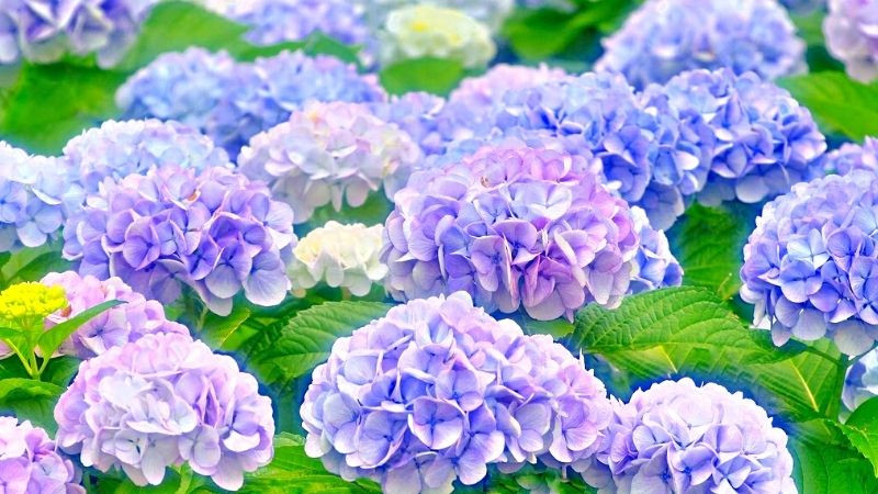 Mua cây trưng Tết cần tránh 5 cây sau kẻo cản tài lộc vào nhà- Ảnh 6.