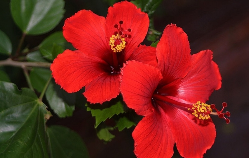 Mua cây trưng Tết cần tránh 5 cây sau kẻo cản tài lộc vào nhà- Ảnh 3.