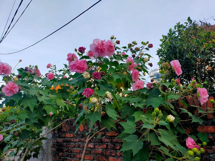 Mua cây trưng Tết cần tránh 5 cây sau kẻo cản tài lộc vào nhà- Ảnh 5.