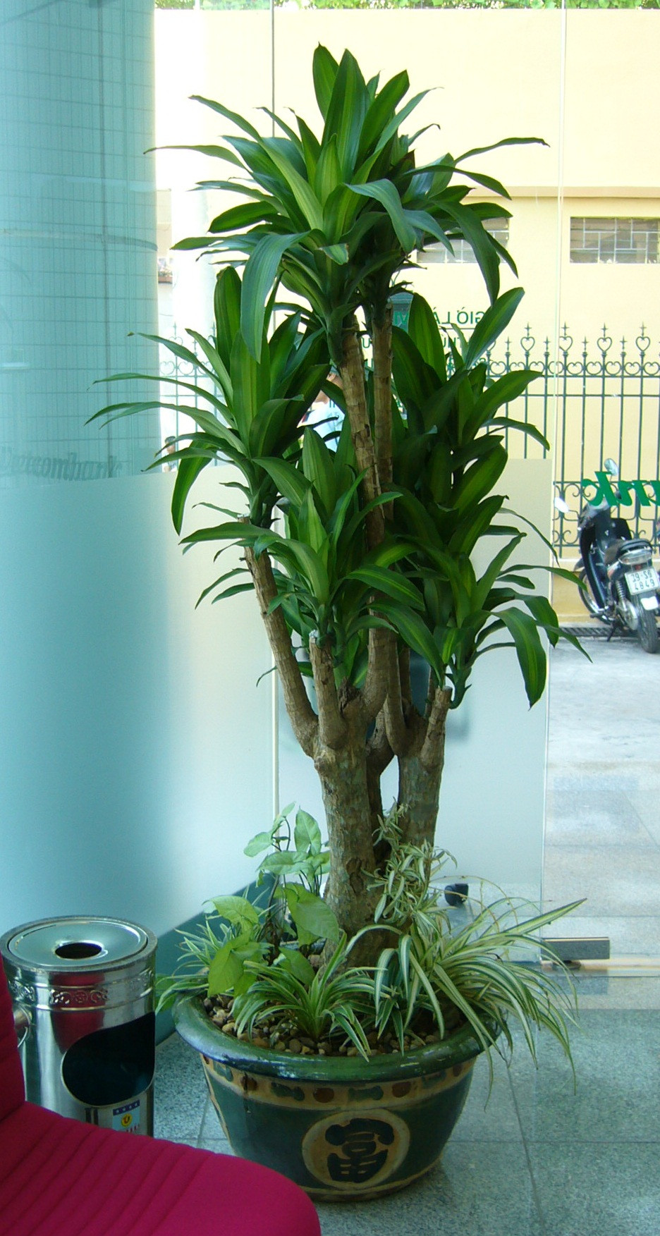 Ý nghĩa của một số loài cây và hoa áp dụng trong phong thủy- Ảnh 6.