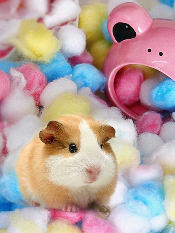 Tử vi 12 con giáp thứ Bảy ngày 11102025 Nắm đúng thời cơ đổi đời trong chớp mắt