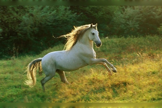 3 con giáp tiền bạc giăng đầy lối, sự nghiệp chạm đến đỉnh vinh quang sau ngày 27/10/2025