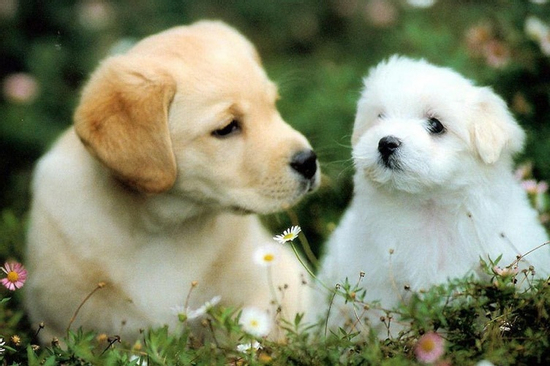 Đúng hôm nay, thứ Sáu 3/10/2025, 3 con giáp danh lợi song toàn, kinh doanh vượng phát