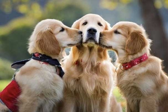 Đúng 6h sáng ngày mai, thứ Bảy 4/10/2025, sao Thiên Đức xuất hiện, 3 con giáp như 'cỗ máy in tiền', tài lộc ùa về không ngừng, hỷ sự liên tiếp tràn về nhà