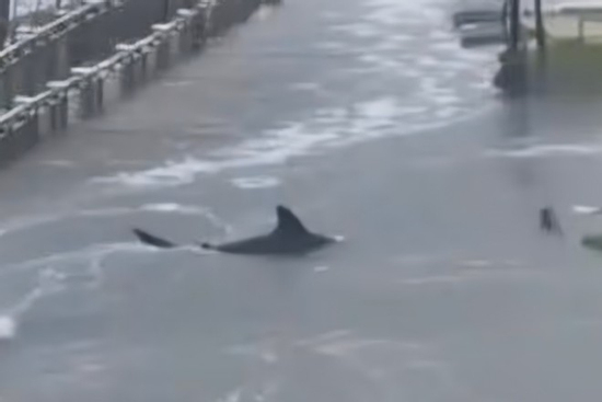 Công nghệ 30/10: Video AI giả mạo bão Melissa gây hoang mang