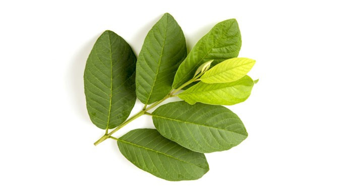 Gội đầu bằng một loại lá giúp giảm rụng tóc- Ảnh 1.