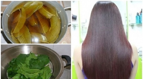 Gội đầu bằng một loại lá giúp giảm rụng tóc- Ảnh 3.