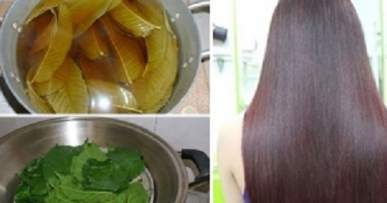 Gội đầu bằng một loại lá giúp giảm rụng tóc