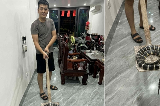 Rắn độc dài hơn 1m bò lên từ bồn cầu, bé gái ở Hải Phòng hét thất thanh