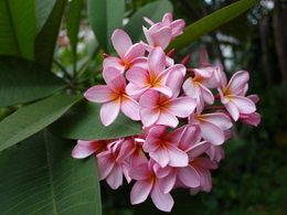 Tuổi Hợi có sự nghiệp thăng hoa