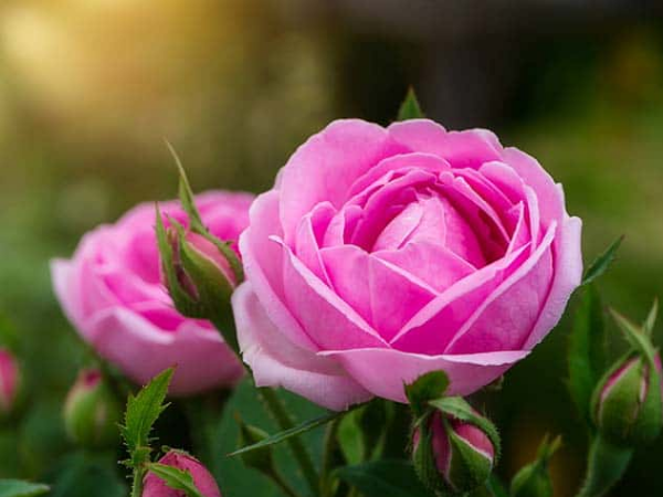 Tuổi Sửu may mắn tháng 10 âm lịch