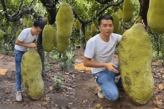 Quả mít to ngang 1 người lớn gây choáng MXH: Tưởng của hiếm, hóa ra đã trồng đầy ở Việt Nam