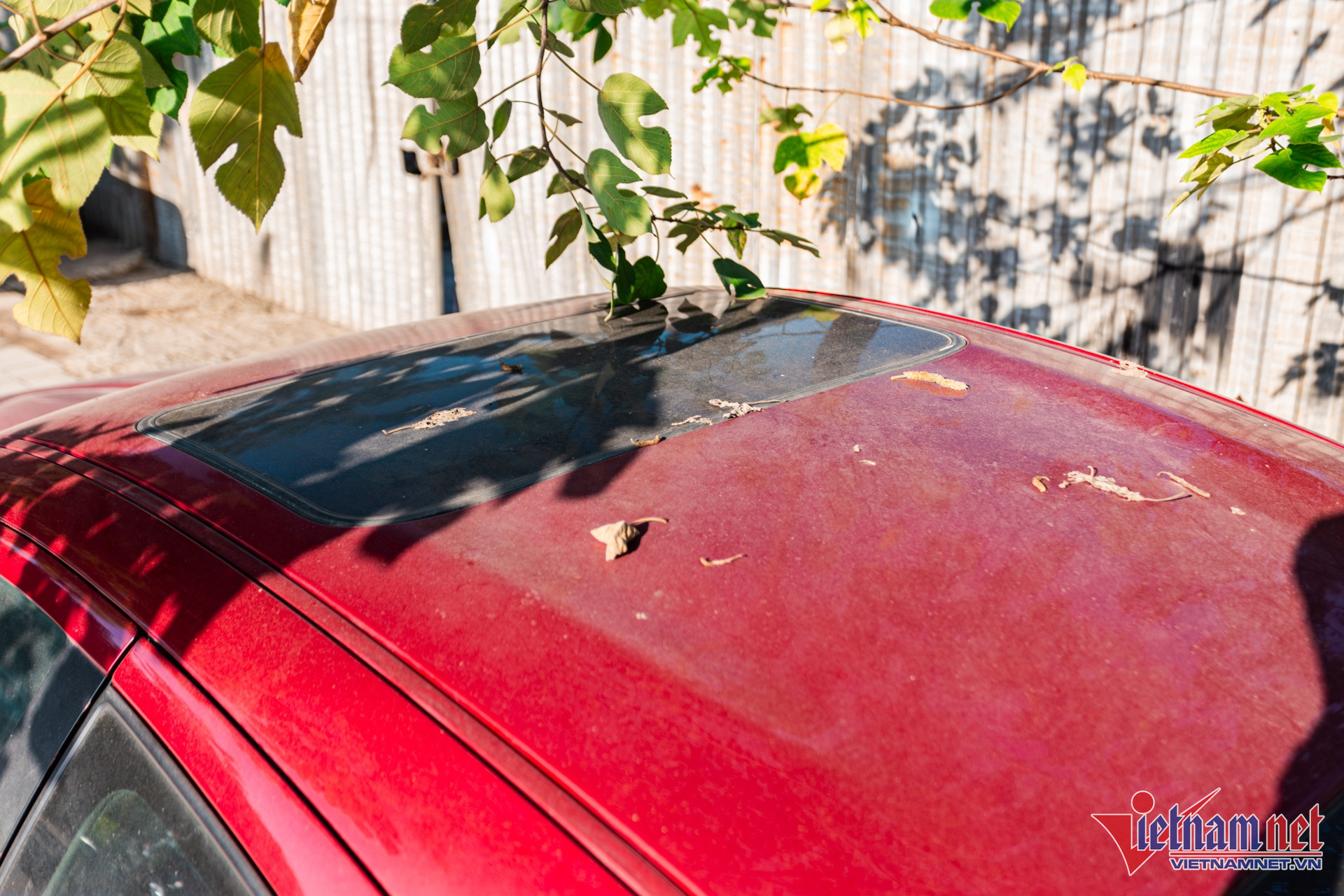 W-rx8 bo hoang 14.JPG.jpg