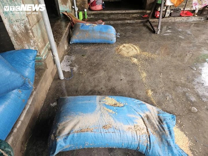 Những bao lúa đã ướt sũng - là tài sản quý giá nhất của nội tôi.