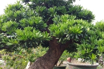 Bị cáo được giảm án 10 tháng tù do ủng hộ người nghèo 1 triệu đồng