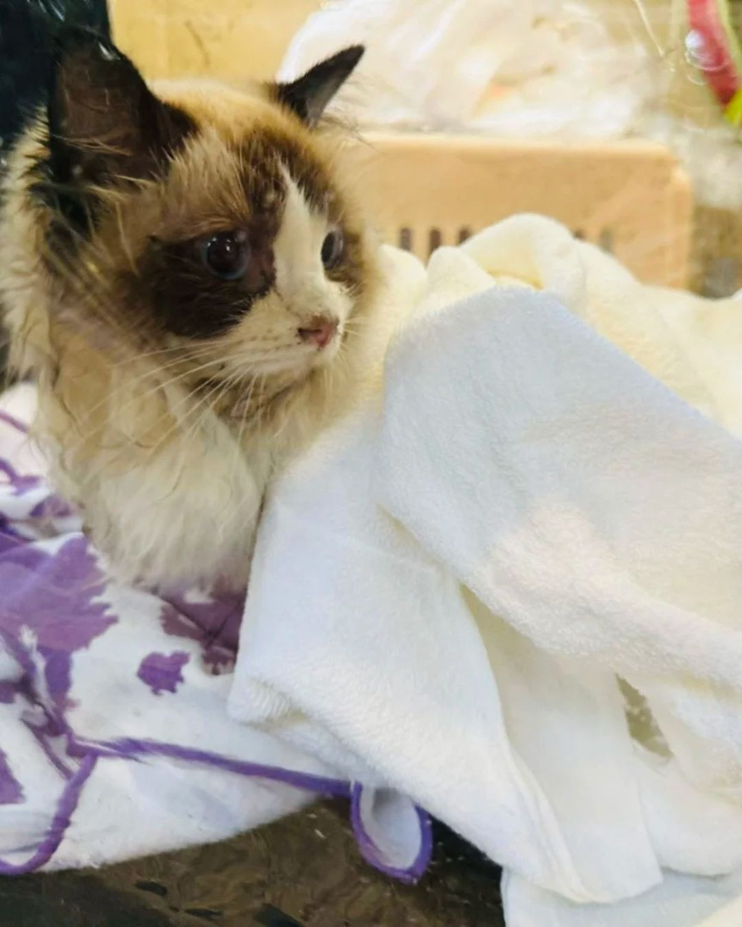 Câu chuyện ấm lòng giữa tang thương trong vụ cháy chung cư Hong Kong (Trung Quốc): Lính cứu hỏa có phải có