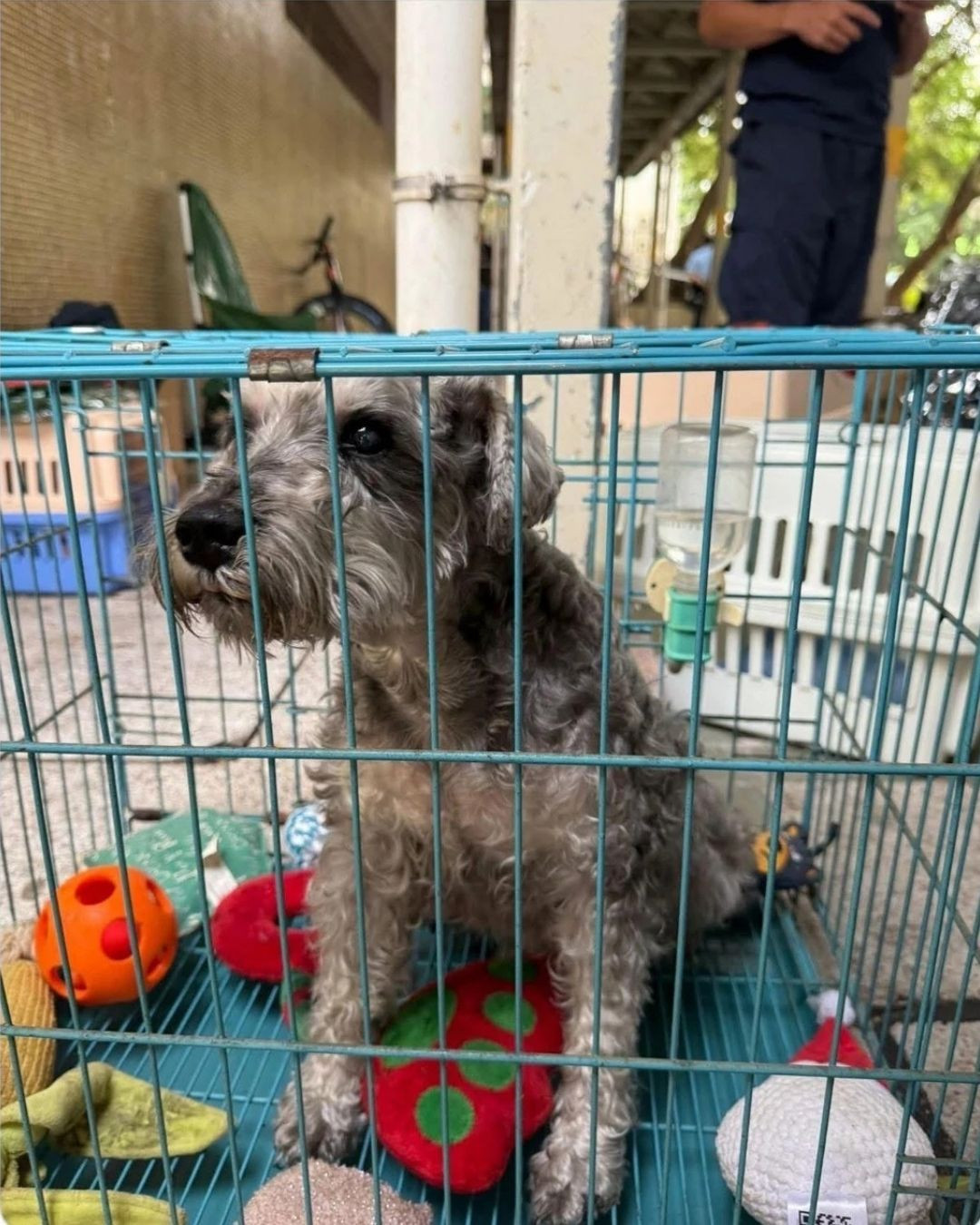 Câu chuyện ấm lòng giữa tang thương trong vụ cháy chung cư Hong Kong (Trung Quốc): Lính cứu hỏa có phải có