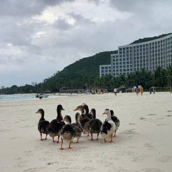 Đàn vịt 'lạc trôi' vào resort 5 sao ở Nha Trang sau lũ: Diễn biến sau đó
