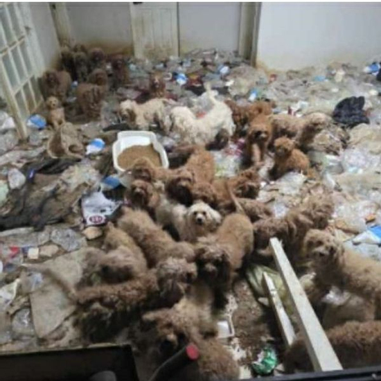 36 con poodle bị bỏ đói, sống chung 17 bộ xương chó, rác thải ngập ngụa trong một tòa nhà