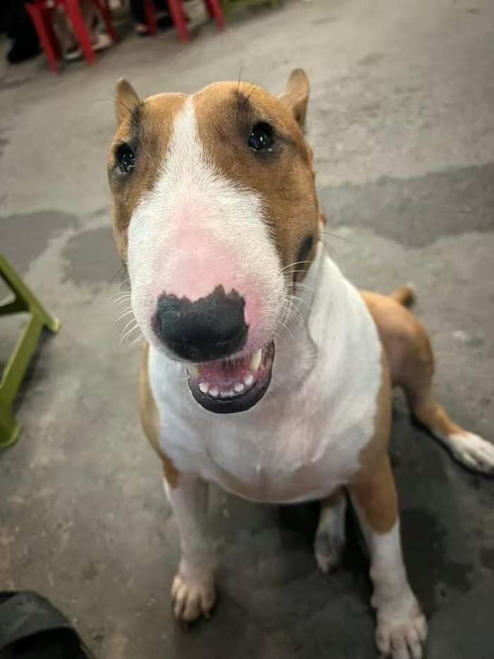 a234deac3e9e4ac6393adc61ce286a47