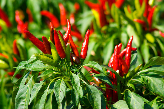 8 loại gia vị có thể hỗ trợ giảm cân