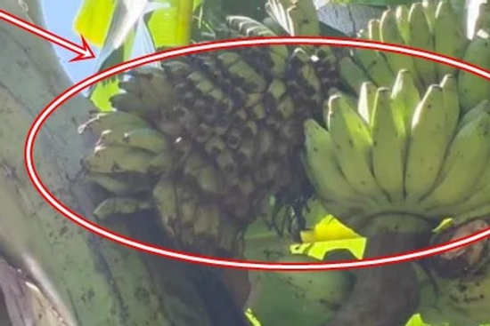 Cây chuối trong làng bỗng xuất hiện hiện tượng lạ, người dân xôn xao 'chưa từng thấy bao giờ'