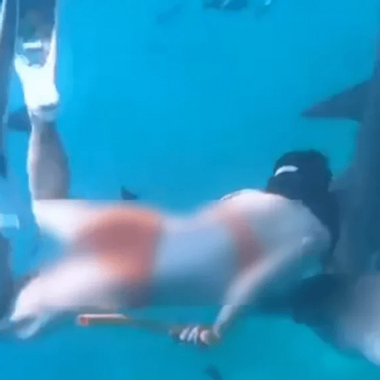 Kinh hoàng cảnh cô gái bị cá mập cắn nhưng vẫn từ chối lên bờ vì muốn chụp thêm ảnh