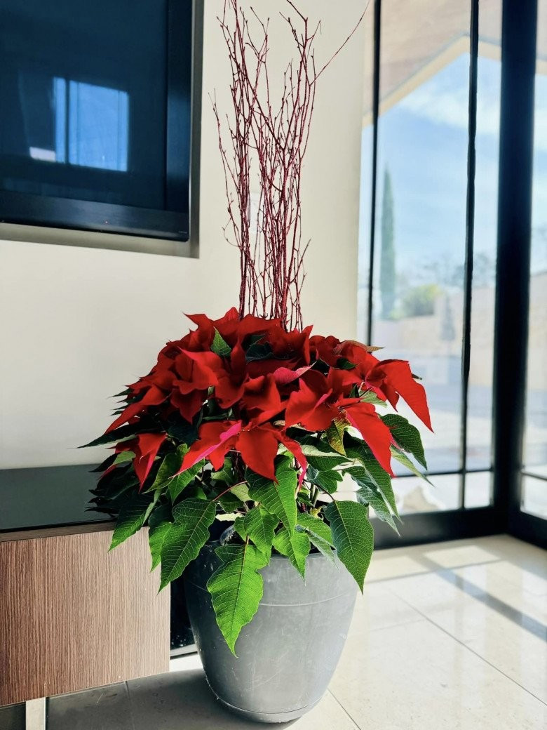 Sở thích trang trí nhà của thủy tiên Sau ly hôn Đan Trường gây ấn tượng Mạnh - Ảnh 10.