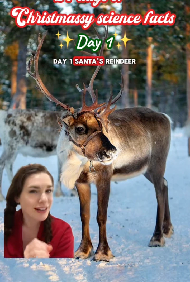 Pandora Dewan đưa ra những nhận định khoa học về 9 chú tuần lộc. (Ảnh: @pandoradewan)