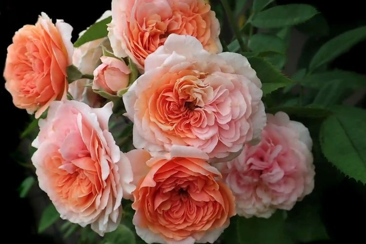 Vườn hồng bạc tỷ của MC Quyền Linh khiến nhiều người mơ ước sở hữu - Ảnh 26.