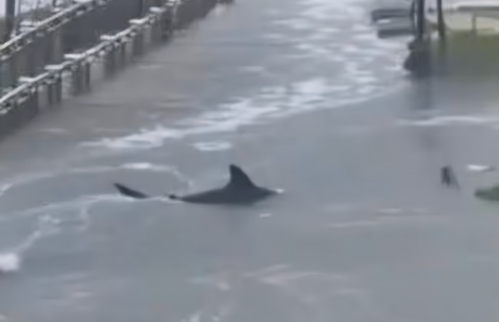 Cảnh tượng cá mập xuất hiện giữa khu đô thị ngập nước - một hình ảnh giả mạo do AI tạo ra trong loạt video về bão Melissa lan truyền trên mạng xã hội. (Nguồn: TikTok)
