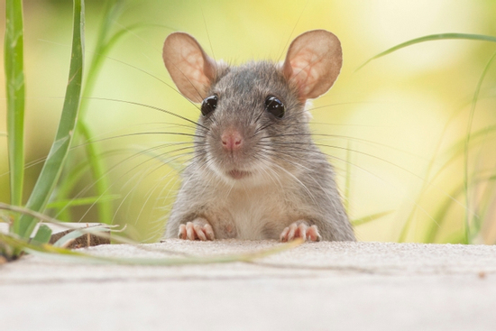 Trúng số độc đắc vào đúng ngày 8/12/2025, 3 con giáp tài lộc dồi dào, tiền bạc đầy túi