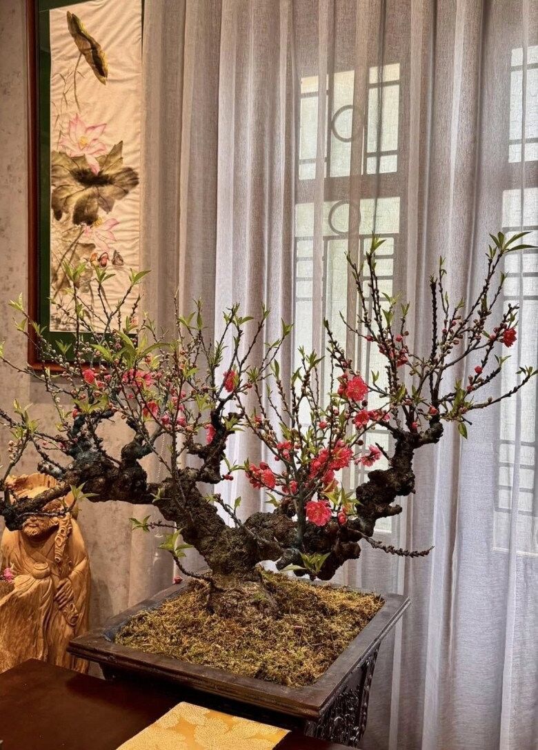 Shark Hưng gây xôn xao với loại hoa hiếm, hết Tết vẫn đẹp sang- Ảnh 2.