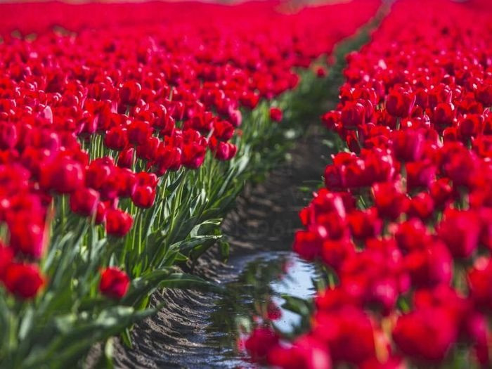 Năm 2025, màu sắc nào sẽ mang lại may mắn cho 12 cung hoàng đạo?- Ảnh 1.