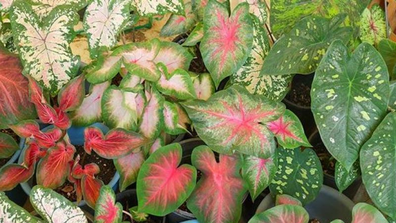 Những loại cây sau nếu trồng trong nhà sẽ làm giảm vượng khí- Ảnh 7.